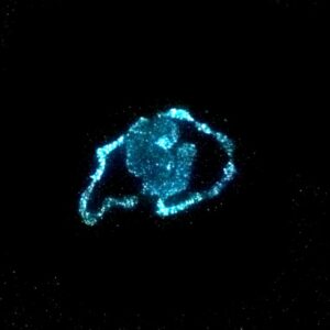 Glowing algae could make light without electricity possible