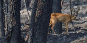 EN DIRECT, incendies : l’immense feu en Gironde « toujours stabilisé », une reprise de feu « fixée » en forêt de Fontainebleau