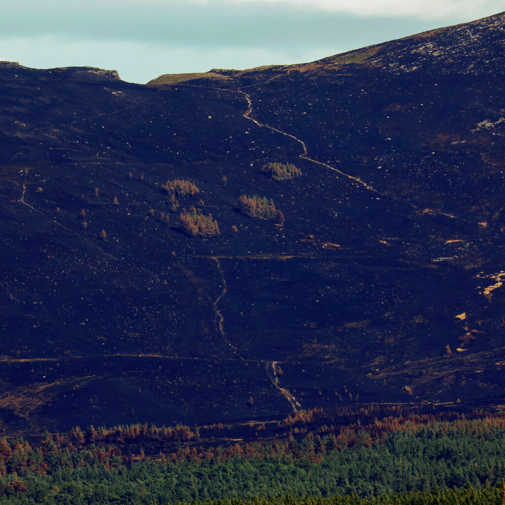 As Wildfires Plague Europe, Scotland Races to Save a Cherished National Park