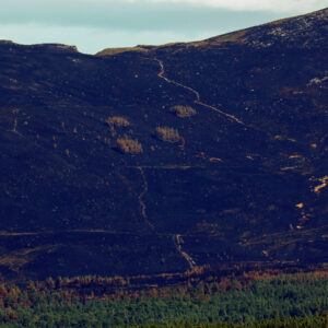 As Wildfires Plague Europe, Scotland Races to Save a Cherished National Park