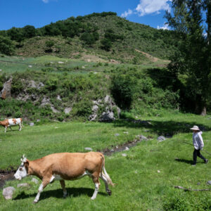 How Climate Change and Tariffs Help China Raise More Cattle
