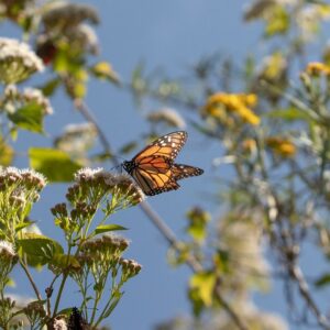 Can the Monarch Butterfly Be Saved?