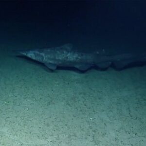 Deep-sea vehicles spot alien sharks deep beneath the waves in the Pacific