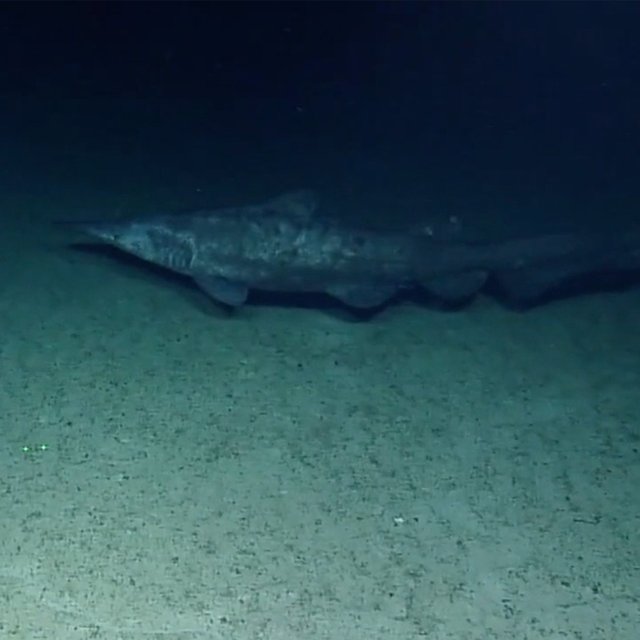 Deep-sea vehicles spot alien sharks deep beneath the waves in the Pacific