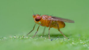 How fruit flies chase invisible ribbons of smell to get to their source