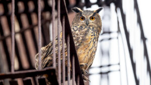 ‘Wild Inside’ Review: The Story of the Central Park Owl Becomes a Moving and Haunting Documentary