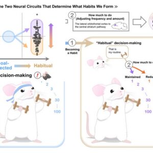 Unraveling the mysteries of habit formation