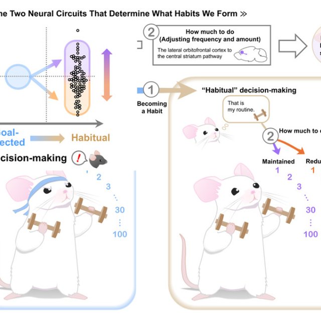 Unraveling the mysteries of habit formation