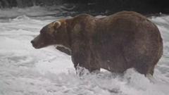 &lsquo;Backpack&rsquo; declared Alaska&rsquo;s Fat Bear Week winner