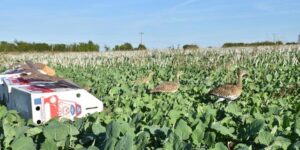 Mobilisation pour sauver l’outarde canepetière, oiseau emblématique parmi les plus menacés de France