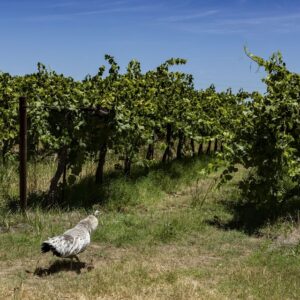 California Farmers Struggle to Sell Wine Grapes as Demand Falls