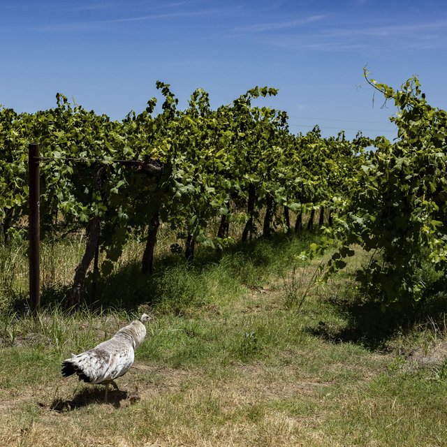 California Farmers Struggle to Sell Wine Grapes as Demand Falls