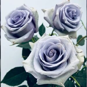 Finally, a true blue rose exists