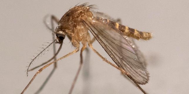 Le virus West Nile flambe en France, atteignant un record de 145 cas humains