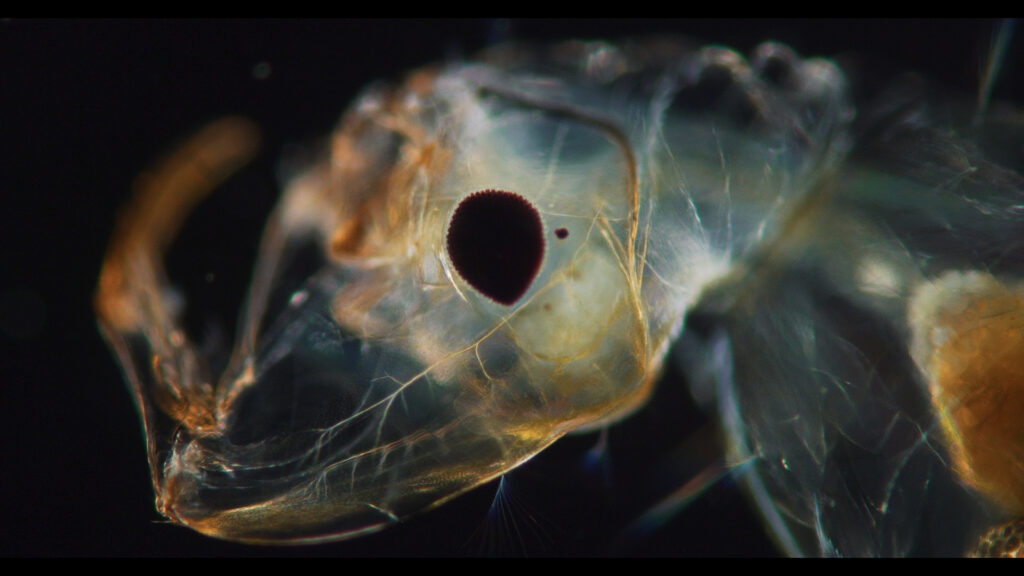 New York Times Op-Docs Acquires ‘The Revolution Against Death,’ Oscar Nominee Joshua Oppenheimer’s Film On Quest For Immortality