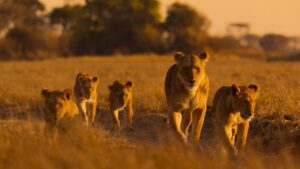 Lions and cheetahs and chimps, oh my: a spotlight on Africa&rsquo;s diverse wildlife
