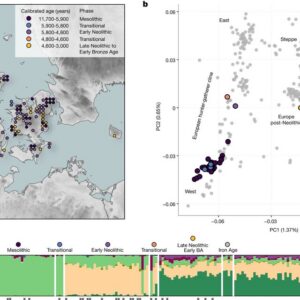 Scandinavia’s first farmers wiped out local hunter-gatherers, DNA study suggests