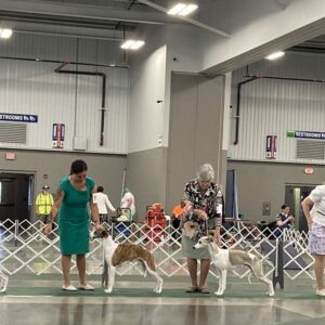 At the Conformation Show: Chasing the Ideal Dog
