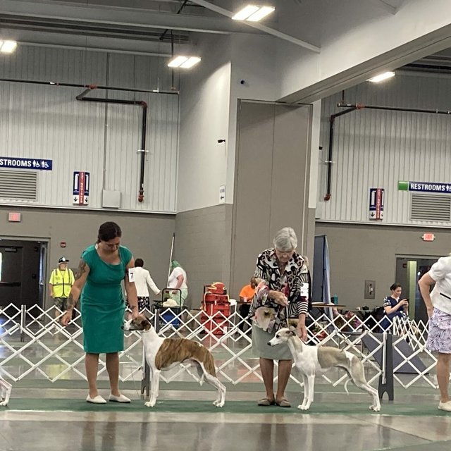 At the Conformation Show: Chasing the Ideal Dog