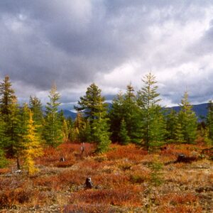 What’s Earth’s dominant species by mass?
