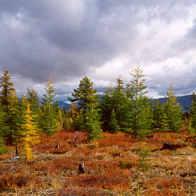 What’s Earth’s dominant species by mass?
