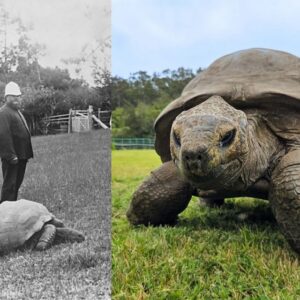 Jonathan Is the Oldest Known Living Land Animal. Scientists Studied His Genome