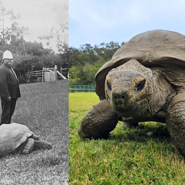 Jonathan Is the Oldest Known Living Land Animal. Scientists Studied His Genome